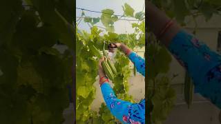 Birakayalu harvest in our terrace garden ❤️ [upl. by Ingemar]