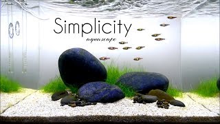 Aquascaping GAME OF RIVER STONE SIMPLICITY one month update [upl. by Vinna644]