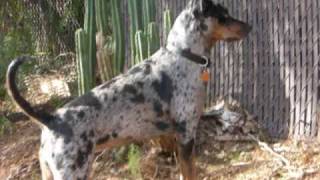 Catahoula alligator eating coon dog song [upl. by Faye]