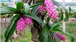 How to care for Rhynchostylis gigantea orchids  Orchids  Small Garden Corner [upl. by Nilhtac651]