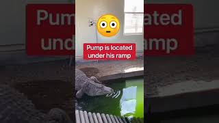 Crocodile 🐊 Drainage The Pool 🤯😱 shorts [upl. by Namzzaj44]