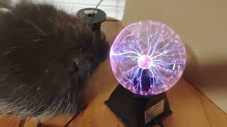 Squeak vs the Plasma Globe [upl. by Renwick]