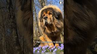 Tibetan Mastiff 🐶 The King Of Fluffy Giants [upl. by Alehc]