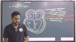 Lymphatic System in Hindi  Lymph  Lymph Nodes  Lymph Vessels  NEET [upl. by Fee460]