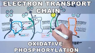 Sports and Exercise Science EP8 Energy Production Systems ATP  PCR [upl. by Ananna]