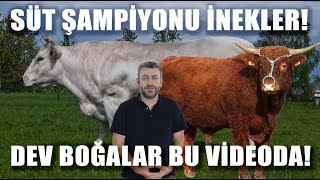 Dev Boğalar Süt Şampiyonu İnekler Hayvancılığın En Güçlü Irkları Bu Videoda  Verimli Çiftlikler [upl. by Zonda]