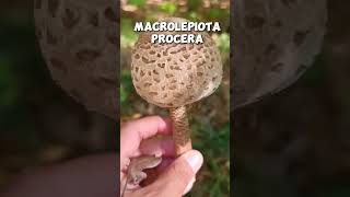 Macrolepiota procera shorts [upl. by Adlig]