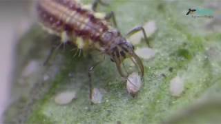 Larva de crisopa Neuroptera Chrysopidae [upl. by Enywtna266]