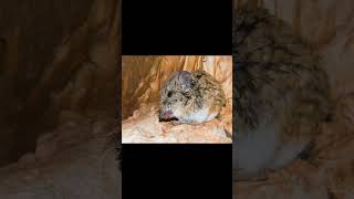 Elephant shrewthe long snout african insectivore animals wildlife nature facts [upl. by Brawner]