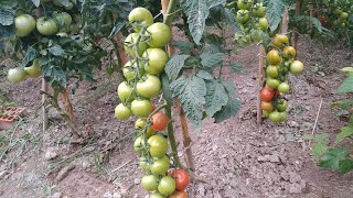 Forma correcta de podar una tomatera [upl. by Sachiko200]