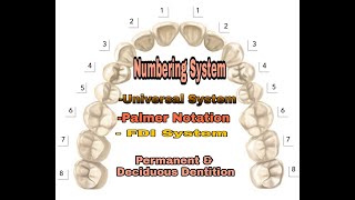 Tooth Numbering system for Deciduous amp Permanent dentitionUniversal Palmer notation amp FDI [upl. by Enelrahs]