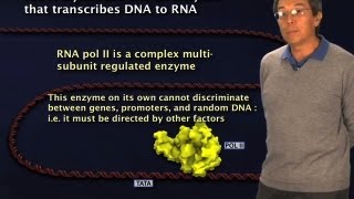 RNA Polymerase II  Robert Tjian BerkeleyHHMI [upl. by Vorfeld]