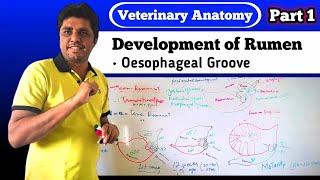 Development of Rumen  Esophageal groove  Part 1 [upl. by Ecinerev]