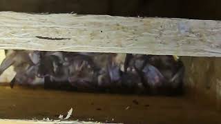 Brown long eared bats in Baffle box [upl. by Norrehc617]