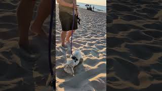 Georgie The Malshipoo Loves Lake Michigan ❤️ [upl. by Alik]