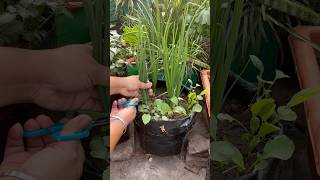 Ep23Winter Garden2024Orgnic Vegetables Ready for Harvest 🍃 ytshortsindia gardenseries winter [upl. by Libbna]