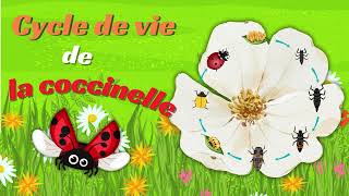 La coccinelle Cycle de vie  Animation pour les Enfants oeuf larve coccinelle 🐞 [upl. by Adnorahs]