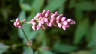 Edible amp Medicinal Ladys Thumb  Polygonum persicaria [upl. by Morty101]