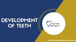 Development of Teeth  Amelogenesis  Dentinogenesis [upl. by Hellah976]