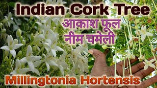 Millingtonia hortensis Indian Cork TreeTree Jasmine Neem Chameli Best Scented flower of India [upl. by Sklar]