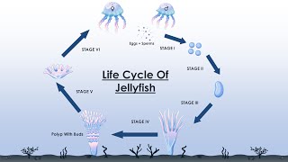 The Life Cycle Of A Jellyfish [upl. by Okimuy22]