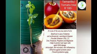 Health benefits of Tamarillo fruit [upl. by Annatsirhc]