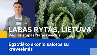 Egzotiško skonio salotos su krevetėmis  Labas rytas Lietuva  20240127 [upl. by Aneled]