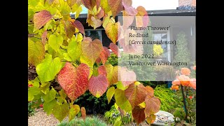 Flame Thrower Redbud Tree Cercis canadensis [upl. by Akenal]