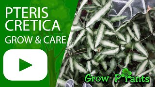 Pteris cretica  grow amp care Cretan brake [upl. by Dahraf632]