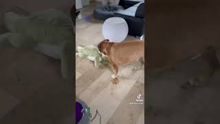 Eros funniest oeb ever🤣 dog bulldog oeb eros funny shorts [upl. by Eihcir]