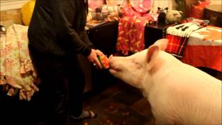 Esther the Wonder Pig Demolishes a Watermelon [upl. by Longo]