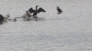 “We struggle a lot” Cormorants continue to wreak havoc on Lake Ontario [upl. by Winnie]