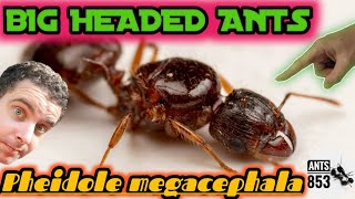 Pheidole megacephala Ecology and Care Guide [upl. by Anoniw]