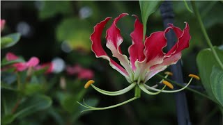 Growing unusual vining lilyGloriosa Superbaগ্লোরিওসা লিলি বা উলটচণ্ডাল ফুলের যত্ন কিভাবে নেবেন [upl. by Yearwood728]