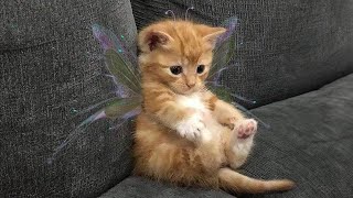 10 minutes of adorable 🥰cats and kittens videos to keep you smiling 😍😅 [upl. by Gilberte]