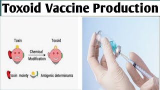 Toxoid Vaccine BiotechnologyUnit 3BPharm 6 Sem toxoidvaccineproduction [upl. by Melborn]