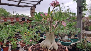 Adenium Arabicum Golden Crown 👑 I have lost this plant [upl. by Soisinoid]