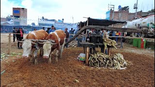 Elaboración del yonke llonque cañazo o aguardiente [upl. by Glynas816]