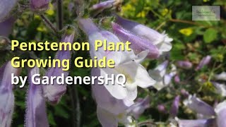 Penstemon Growing Guide [upl. by Fromma]