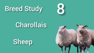 Breed Study 8 Charollais sheep [upl. by Hafinah117]