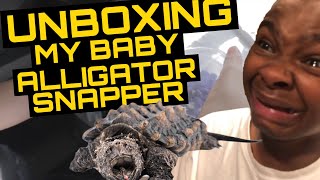 Unboxing My Baby Alligator Snapping Turtle [upl. by Kayla329]