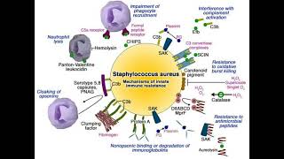 Virulence factors of S aureus staphylococcus staphinfection microbiology bacteriology [upl. by Idell]