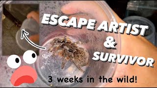 My ADULT baboon TARANTULA escaped FOUND HER 3 weeks later OUTSIDE [upl. by Olag]