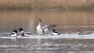 Redbreasted Mergansers Mergus serrator Go ACourtin [upl. by Woodson]