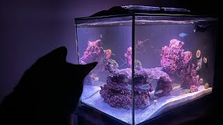 Fluval Evo 135g Setup wupgrades [upl. by Napoleon]