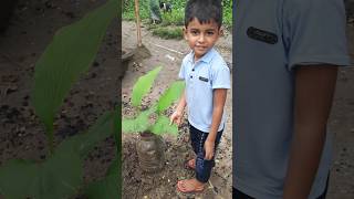 Turmeric plant repoting plants turmeric turmericplant homegarden garden shorts trendingsrk [upl. by Seuqramed539]