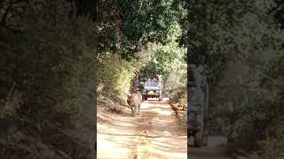 Secrets of Tiger Territory Exploring Zone 2in Ranthambore shorts shortsfeed ytshorts [upl. by Uni]