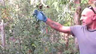 How to start Bottlebrush from seed with Banana Joe [upl. by Aicsila665]