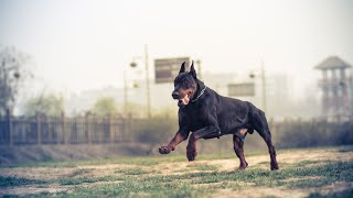 How to Help Your Doberman Adjust to Unfamiliar Environments [upl. by Angeli]