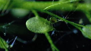 Carnivorous Bladderwort Fastest Plant in the World [upl. by Lindon]